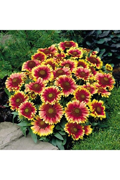 Indian Blanket Gaillardia Gayret Çiçeği Tohumu(30 Adet)