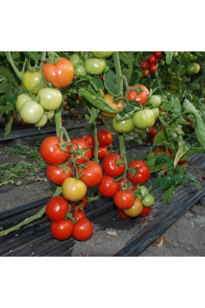 EvveBahce Salkım Çok Yüksek Verimli Sırık Domates Fidesi (5 Adet)