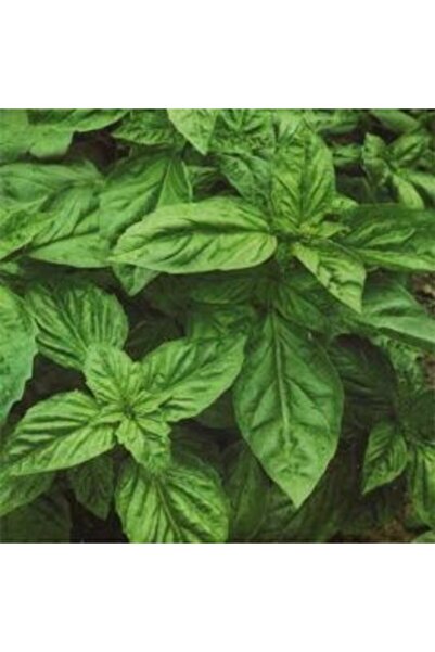 E-fidancim Yeşil Yapraklı Fesleğen Fidesi (5 Adet Fide)