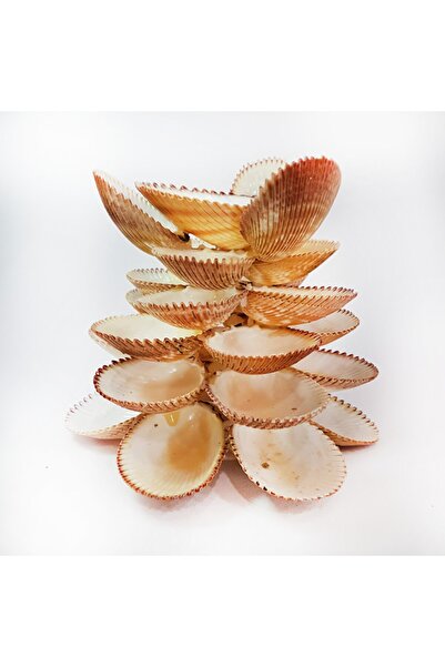 evinizdeki okyanus esintisi turkuaz hediyelik Brown Cochles Mumluk