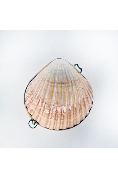 evinizdeki okyanus esintisi turkuaz hediyelik Πορτοφόλι Flat Pecten Shell