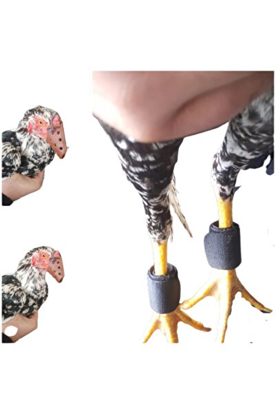 AKDEREPET Hint Horoz Gagalık Ve Taşlık 3 Numara