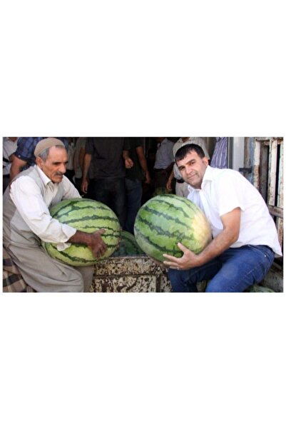 Tohumcumm Meşhur Diyarbakır Karpuzu Tohumu Karpuz Tohumu 40 Adet Tohum
