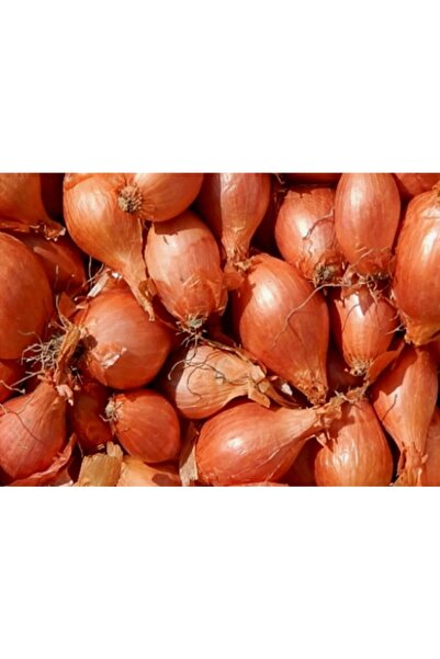 Karahasanoğlu Tarım Yerli Arpacık Soğan 4 Numara (500 GR)