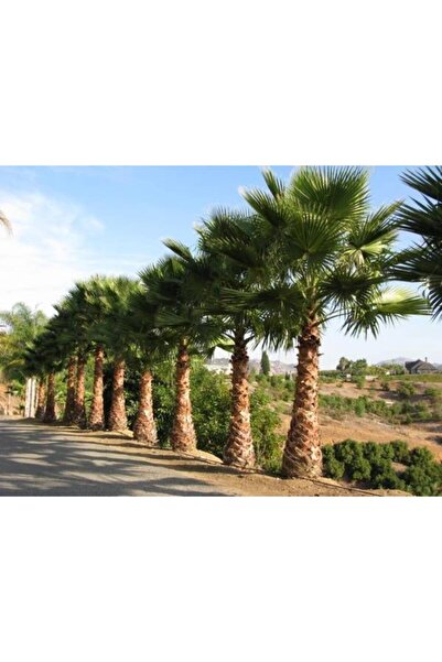Ekodoğa Palmiye Tohumu 50 Adet Palmiye Ağacı Tohumu Washingtonia Filifera Süs...