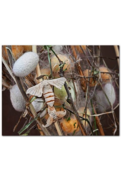 Cakatablo İpek Böceği ve Kozası Görseli Ahşap Tablo 35x50 cm