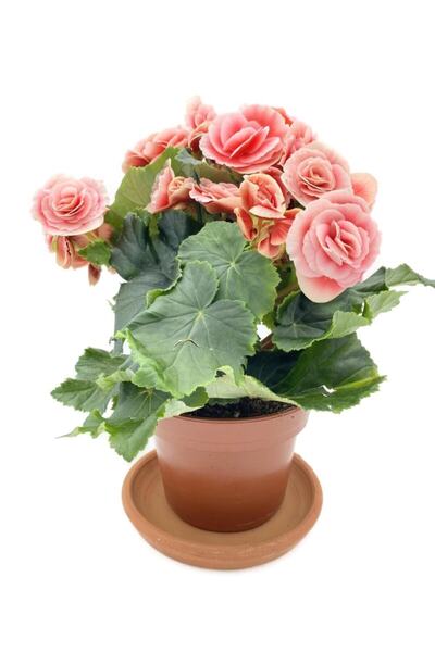 NADİR KAKTÜS Tuberous Begonia (yumrulu, Katmerli Begonya) Pembe
