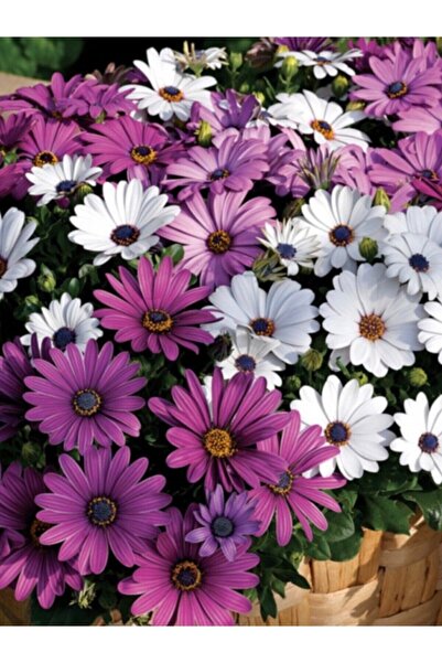 Köy Tohumları 40 Adet Tohum Nadir Bulunan Bodrum Papatyası Çiçeği Bodrum Papa...