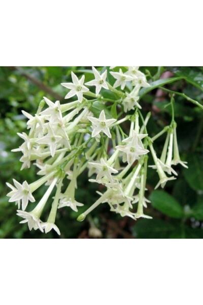 Köy Tohumları 50 Adet Nadir Bulunan Melisa Çiçeği Tohumu Melisa Çiçek Tohumu ...