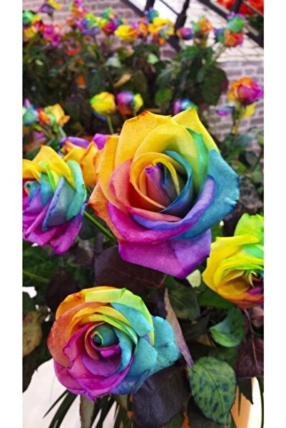 Köy Tohumları 10 Adet Tohum Nadir Bulunan Gökkuşağı Rengarenk Gül Tohumu Bahçe Gülü Hediye Tohumlu