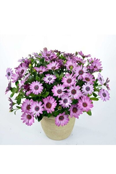 Köy Tohumları 50 Adet Tohum Nadir Bulunan Bodrum Papatyası Çiçeği Bodrum Papa...