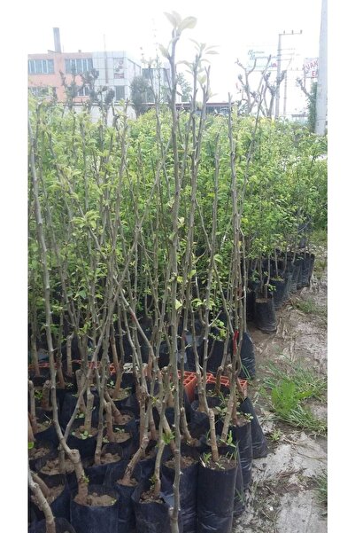 HESABOĞLU ÇİÇEKÇİLİK Deveci Armut