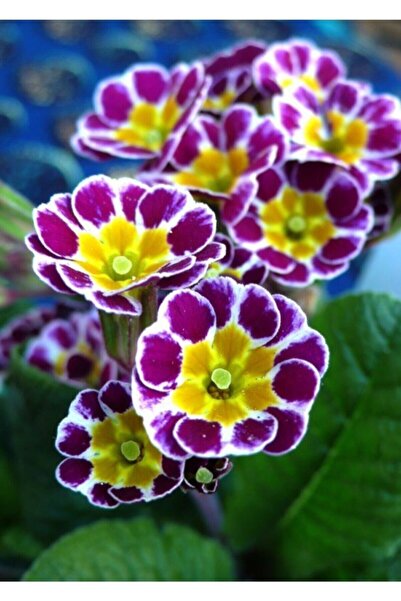 Köy Tohumları 20 Adet Tohum Nadir Bulunan Çuha Çiçeği Tohumu Çüha Çiçek Tohumu Hediye Tohumlu