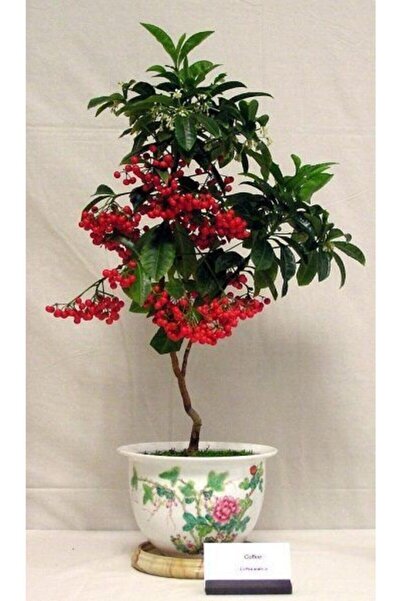 Köy Tohumları 10 Adet Tohum Nadir Bulunan Bonsai Kahve Ağacı Tohumu Kahve Toh...