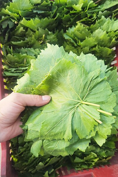 Mavi Bostan 5 Litrelik Bidonda Kuru Basım Yaprak