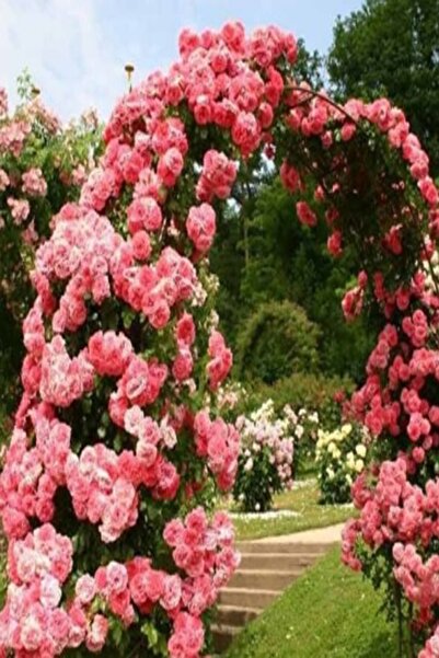 Genel Markalar 1 Adet Gül Fidanı Ebruli Açık Kök Kokuku Yediveren Sarmaşık