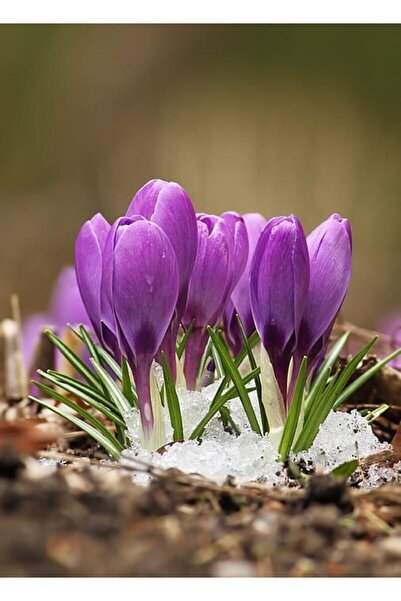 Doruk Fidancılık Safran Soğanı 10 Adet