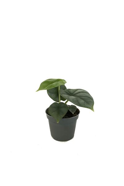Betonish Alocasia 'Silver Dragon' (Fil Kulağı)