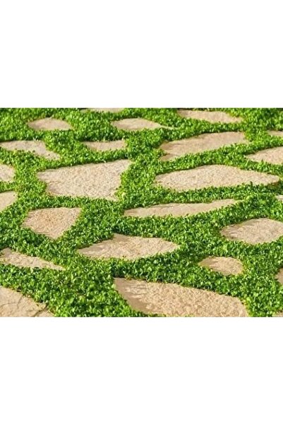 Asenya Fare Kulağı Tohumu 100 gr Çim Tohumu Yer Örtücü Yayılıcı Çim Dichondra Repens Fare Kulağı Çimi