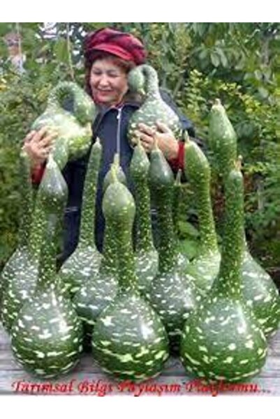 Köy Tohumları 15 Adet Tohum Nadir Bulunan Kuğu Su Kabağı Tohumu Kuğu Kabak Tohumu Sürpriz Hediye Tohumludur