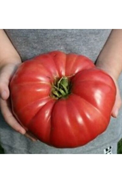 Köy Tohumları 200 Adet Tohum Nadir Ithal Dev Hollanda Domates Tohum Hollanda ...