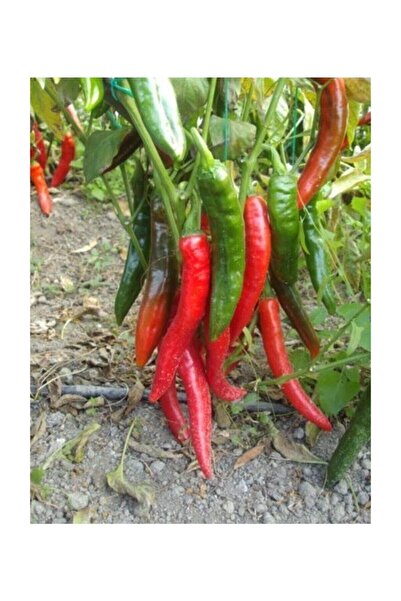 Köy Tohumları 50 Adet Tohum Organik Acı Samandağ Biberi Tohumu Sürpriz Hediye...