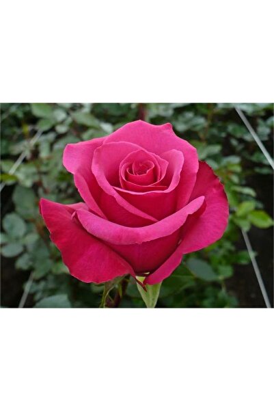 Genel Markalar 1 Adet Gül Fidanı Pembe Açık Kök Kokuku Yediveren