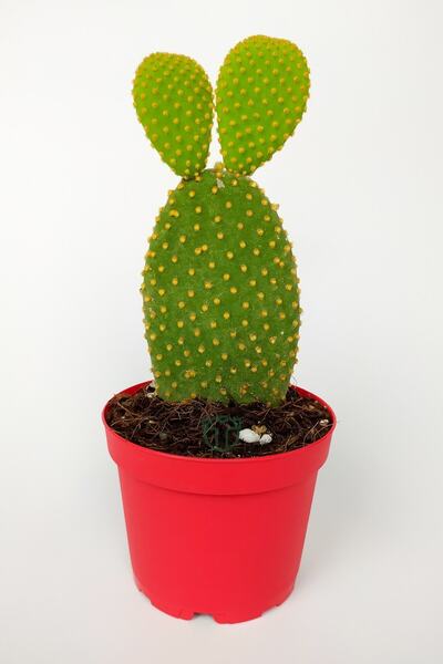 Toptan Kaktüs Tavsan Kulağı Yesil Opuntia 8.5 Cm Kırmızı Saksıda