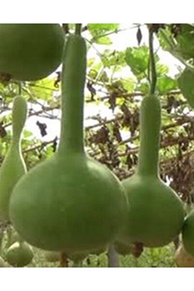 Köy Tohumları 20 Adet Tohum Nadir Süs Su Kabağı Tohumu Kabak Tohumu Sürpriz H...