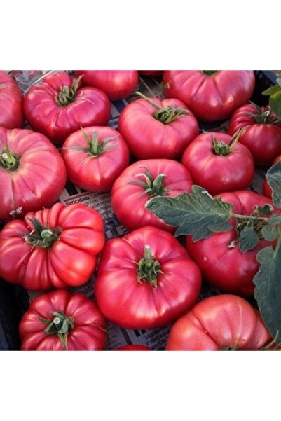 Köy Tohumları 50 Adet Tohum Nadir Iri Pembe Köy Domatesi Domates Tohumu Saksı...