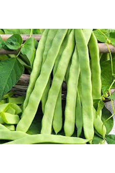 Köy Tohumları 150 Adet Tohum Organik Kılçıksız Sırık Ayşe Kadın Fasülye Tohum...