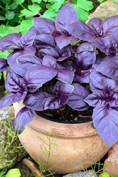 Köy Tohumları 100 Adet Tohum Organik Geniş Yaprak Mis Kokulu Mor Reyhan Tohum...