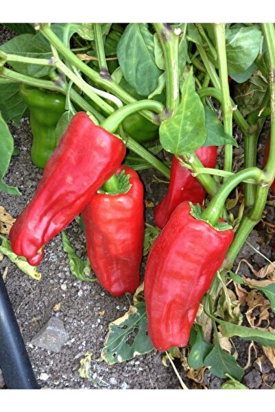 Köy Tohumları 50 Adet Tohum Organik Orjinal Çok Acı Urfa Isot Biberi Tohumu B...