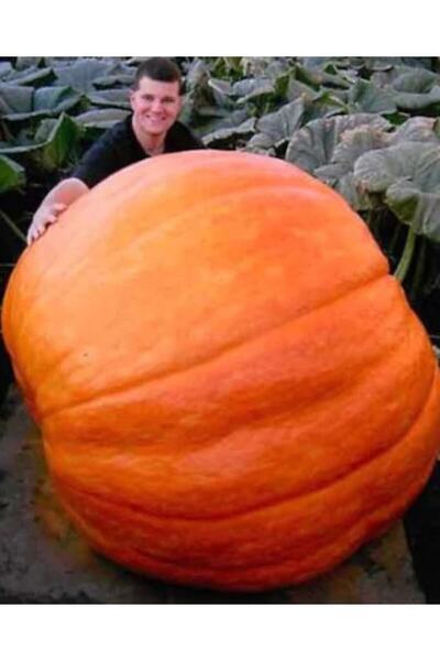 Köy Tohumları 50 Adet Tohum Köy Kabak Dev Kabak Tohumu Antik Giant Kabak Tohu...