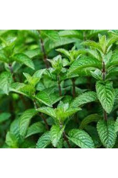 Köy Tohumları 100 Adet Tohum Köy Tohumu Geleneksel Yediveren Nane Tohumu Sürpriz Hediye Sebze Tohumludur