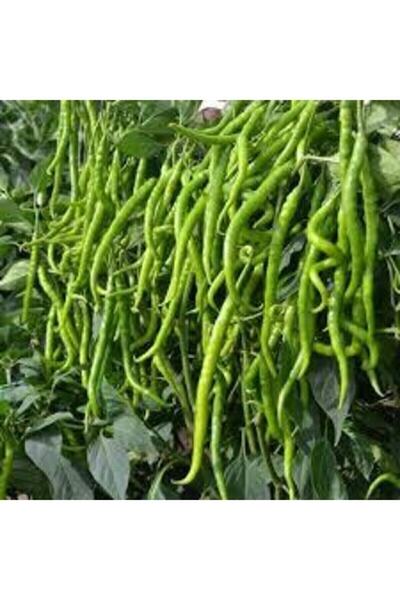 Köy Tohumları 50 Adet Tohum Tatlı Sivri Kıl Biber Tohumu Kıl Biberi Tohumu Sü...