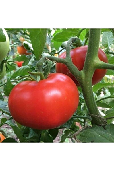Köy Tohumları 50 Adet Tohum Erkenci Iri Domates Tohumu Sürpriz Hediye Tohum B...