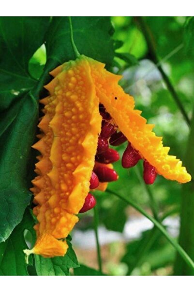 Köy Tohumları 50 Adet Tohum Tohum Nadir Kudret Narı Tohumu Cennet Meyvesi Toh...