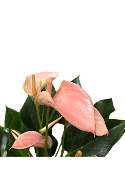 Betonish Anthurium Andraeanum 'pinkish' (FLAMİNGO ÇİÇEĞİ)