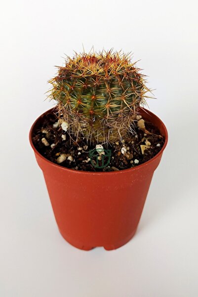 Toptan Kaktüs Parodia Erubescens Özel Tür Kaktüs 5.5 Cm Saksıda