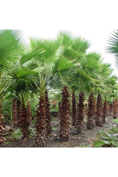 Köy Tohumları 1 Adet Nadir Bulunan Liviston Palmiye Ağaç Tohumu Geniş Yaprakl...