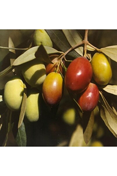 TacirDepo Tüplü Büyük Meyveli Sarı Ulak Zeytin Fidanı