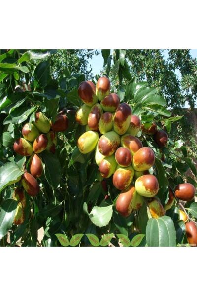 TacirDepo Tüplü Büyük Meyveli Hünnap Fidanı Meyve Verme Yaşında (200-250 Cm)