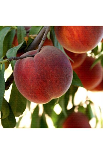 EvveBahce Tüplü Aşılı Iri Koyu Kırmızı Meyveli Geçci Red Elegant Şeftali Fidanı