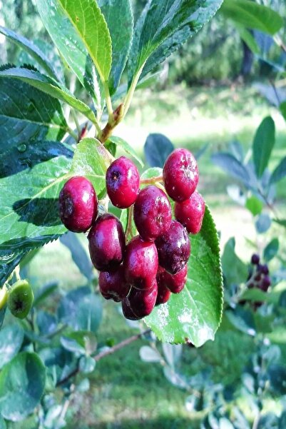 EvveBahce Tüplü Kırmızı Aronya (Red Aronia) Chokoberry Fidanı