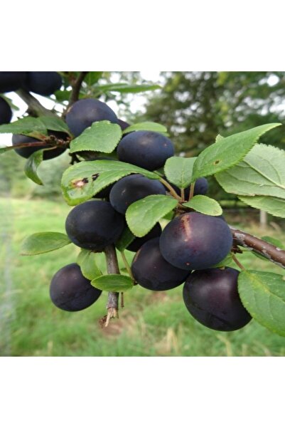 TacirDepo Tüplü Tam Bodur Büyük Meyveli Anjelika Erik Fidanı