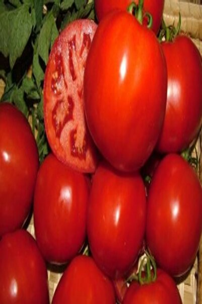 E-fidancim Geleneksel Etli Iri Taneli Oturak Çamardı Domates Fidesi 5 Adet