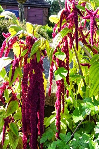 EvveBahce Sarkan Kırmızı Amaranthus(horoz Ibiği) Çiçeği Tohumu (100 Tohum)