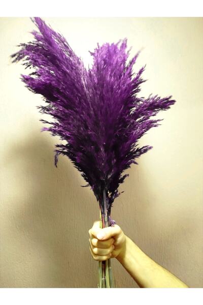 Alyones Büyük Demet Pampas Mor  Boyunda 8'li 100cm