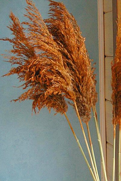 Alyones Büyük Demet Pampas Turuncu 100 cm 8'li